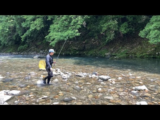 【鮎釣り】2024.6.1 いつもの解禁日となにかが違う……和歌山県(赤木川、四村川)