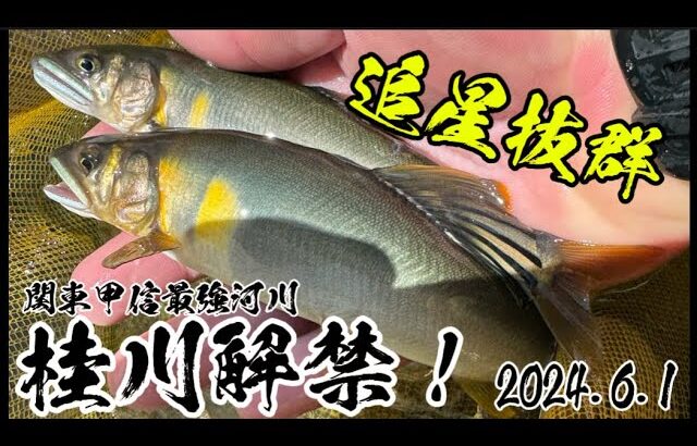 桂川で追星抜群の鮎を釣る！解禁釣行！【2024.6.1】