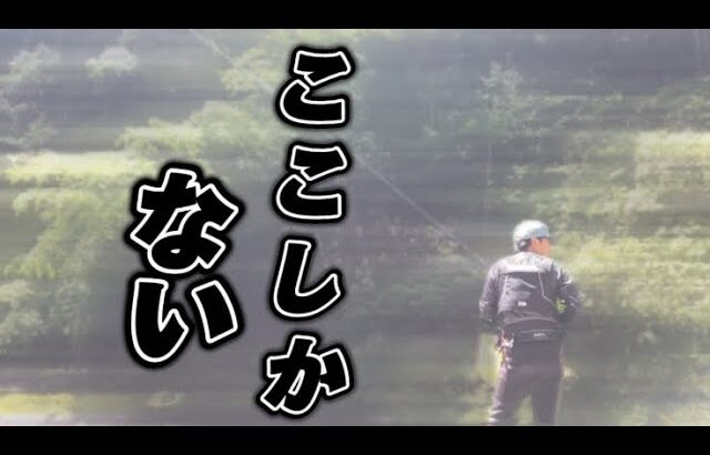 【鮎釣り】2024.6.13  他の河川は釣れないよ！　サイズも良き！