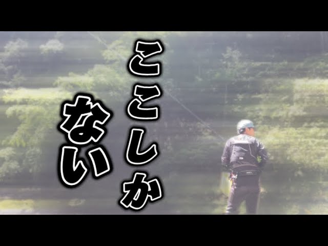 【鮎釣り】2024.6.13  他の河川は釣れないよ！　サイズも良き！