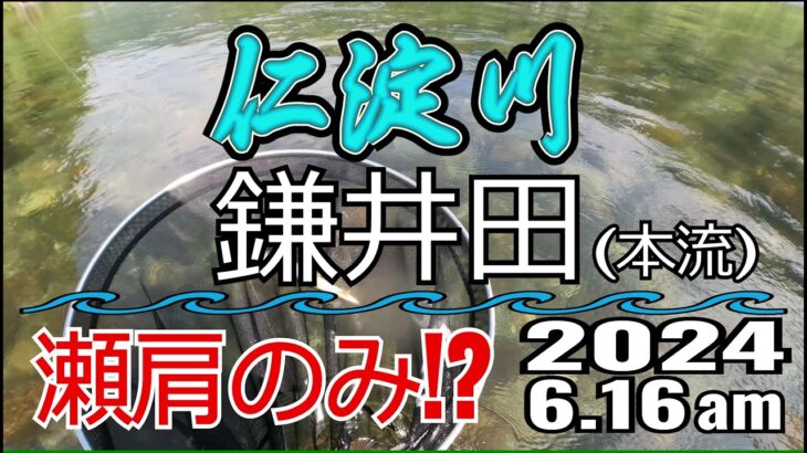 アユの友釣り 仁淀川(高知県) 本流 鎌井田(浅尾沈下橋) 2024.6.16am