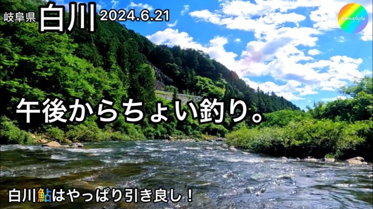 【鮎釣り】白川（岐阜県）｜2024.6.21（金）【友釣り】