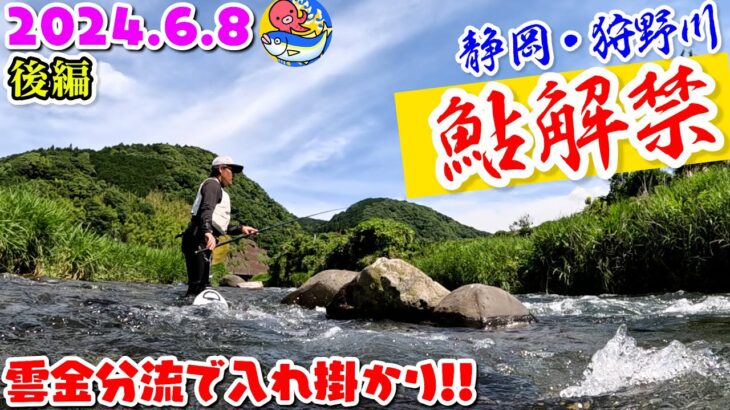 天然入れ掛かり【2024.6.8狩野川”鮎釣り”解禁】旭友会のエース島田さん登場!!後編【静岡・狩野川】