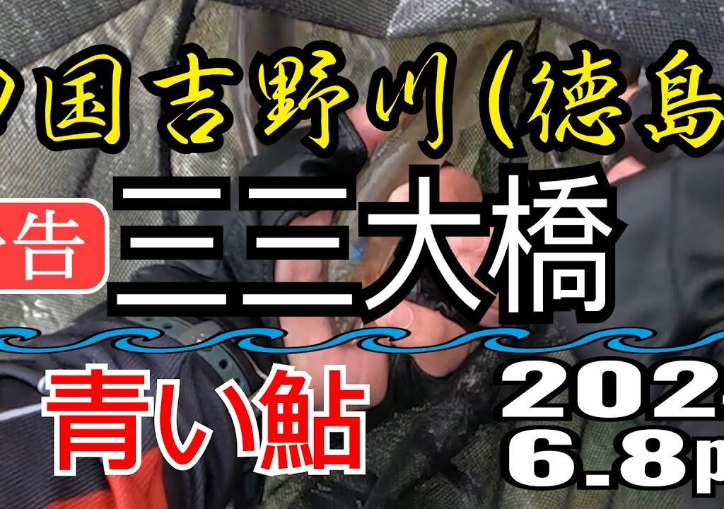 予告 アユの友釣り 四国吉野川(徳島県) 三三大橋 2024.6.8pm