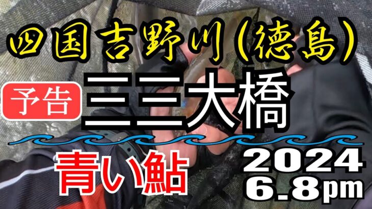 予告 アユの友釣り 四国吉野川(徳島県) 三三大橋 2024.6.8pm