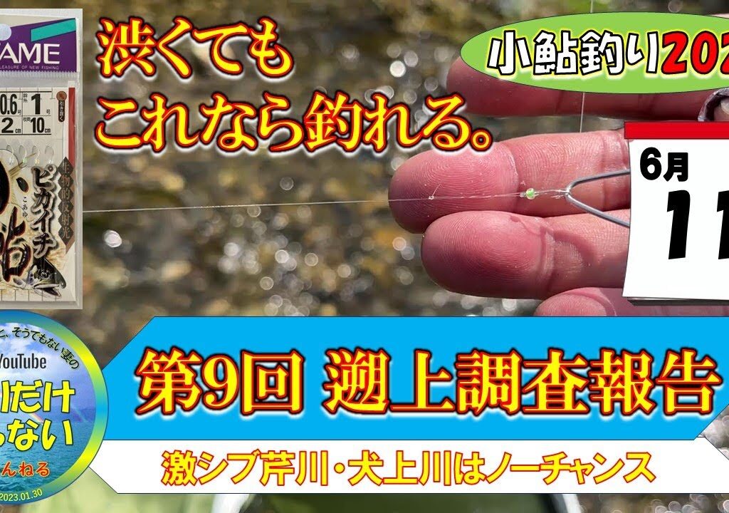 【小鮎釣り2024・第９回調査】６月11日、芹川実釣、犬上川調査。状況一変、今滋賀に来ちゃいけない！！芹川激渋。犬上川はもうノーチャンス。小鮎釣りおよび遡上調査。これを見れば、湖東地区の今がわかる。滋