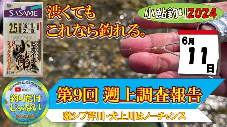 【小鮎釣り2024・第９回調査】６月11日、芹川実釣、犬上川調査。状況一変、今滋賀に来ちゃいけない！！芹川激渋。犬上川はもうノーチャンス。小鮎釣りおよび遡上調査。これを見れば、湖東地区の今がわかる。滋