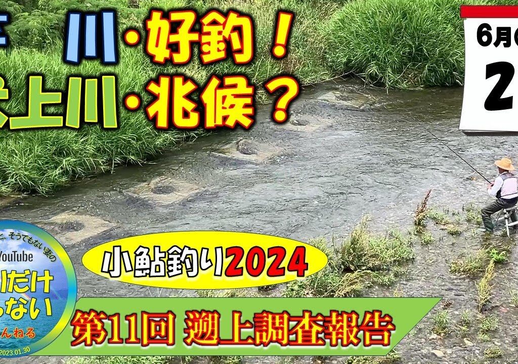【小鮎釣り2024・第11回調査】６月26日（水）、芹川好釣、犬上川兆候？。新たな鮎の佐城を確認。犬上川もポツポツ釣れ始め、復調の兆し。小鮎釣りおよび遡上調査。これを見れば、湖東地区の今がわかる。滋賀