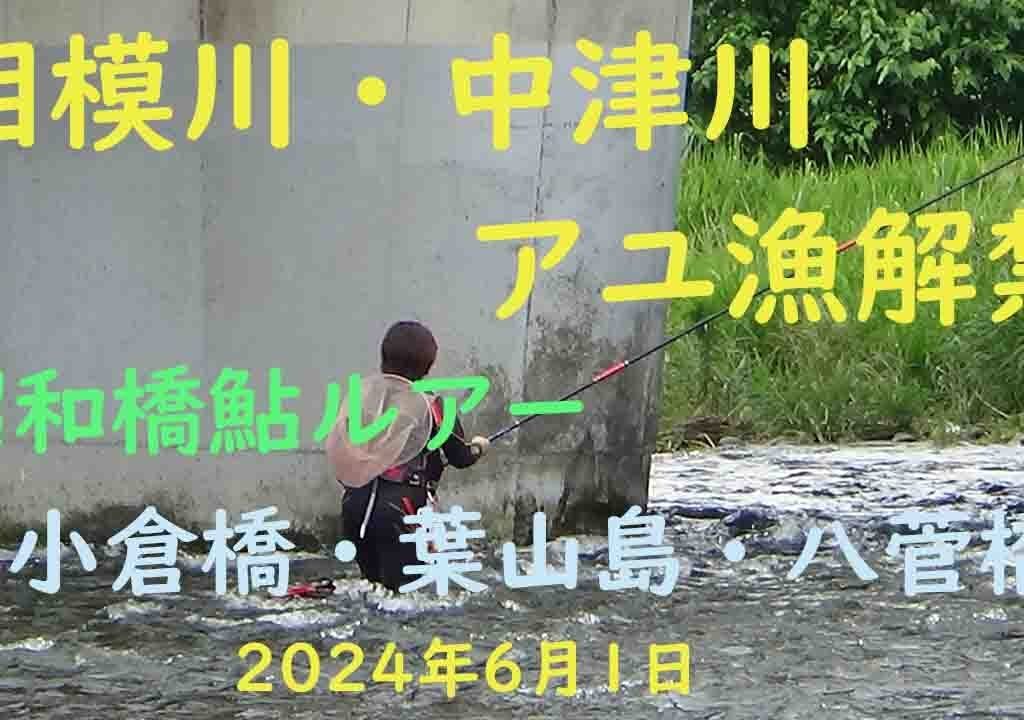 ２０２４年　相模川・中津川鮎漁解禁 解禁日の様子を見てきました。#アユルアー #鮎漁解禁 #友釣り #ドブ釣り #カバリ #八菅橋 #上大島キャンプ場 #小倉橋 #昭和橋 #愛川町 2024年6月1日
