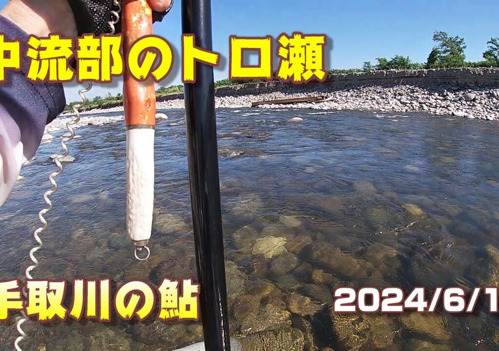 【手取川の鮎】2024年6/19 中流部のトロ瀬