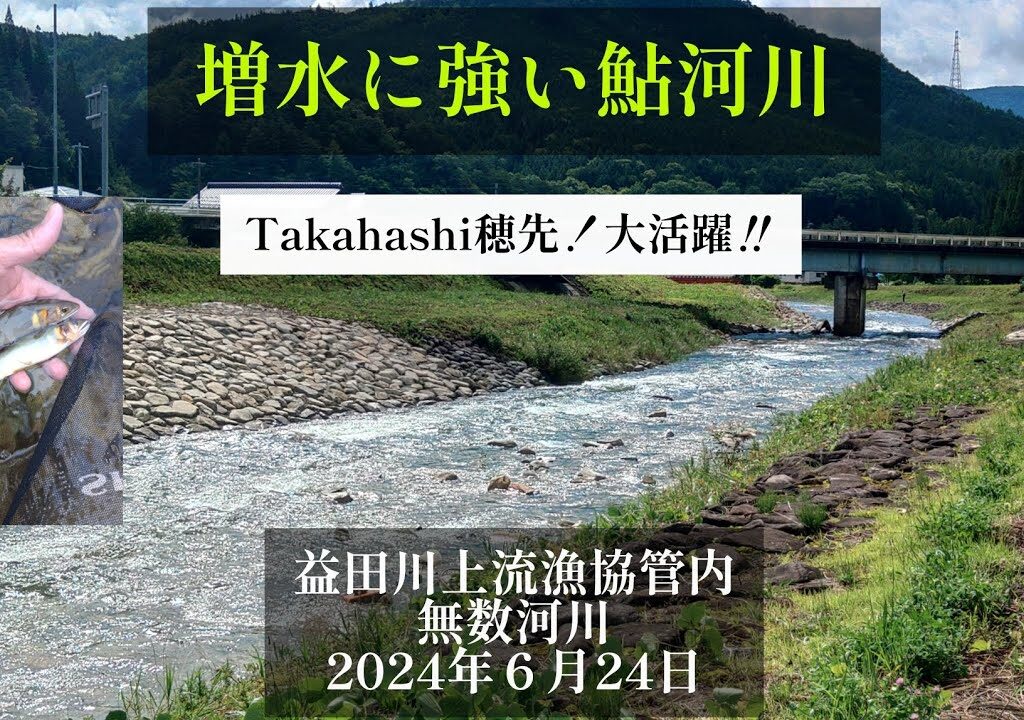 増水に強い鮎河川。益田川上流漁協管内無数河川2024年6月24日。Takahashi穂先❗大活躍‼️