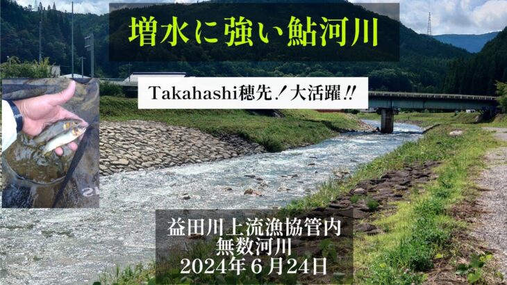 増水に強い鮎河川。益田川上流漁協管内無数河川2024年6月24日。Takahashi穂先❗大活躍‼️