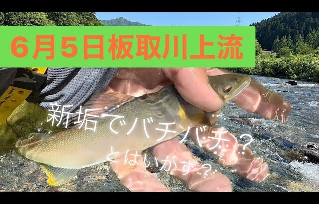2024年6月5日板取川上流！解禁五日目！新垢でドン！！鮎釣り