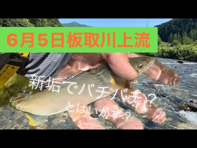 2024年6月5日板取川上流！解禁五日目！新垢でドン！！鮎釣り