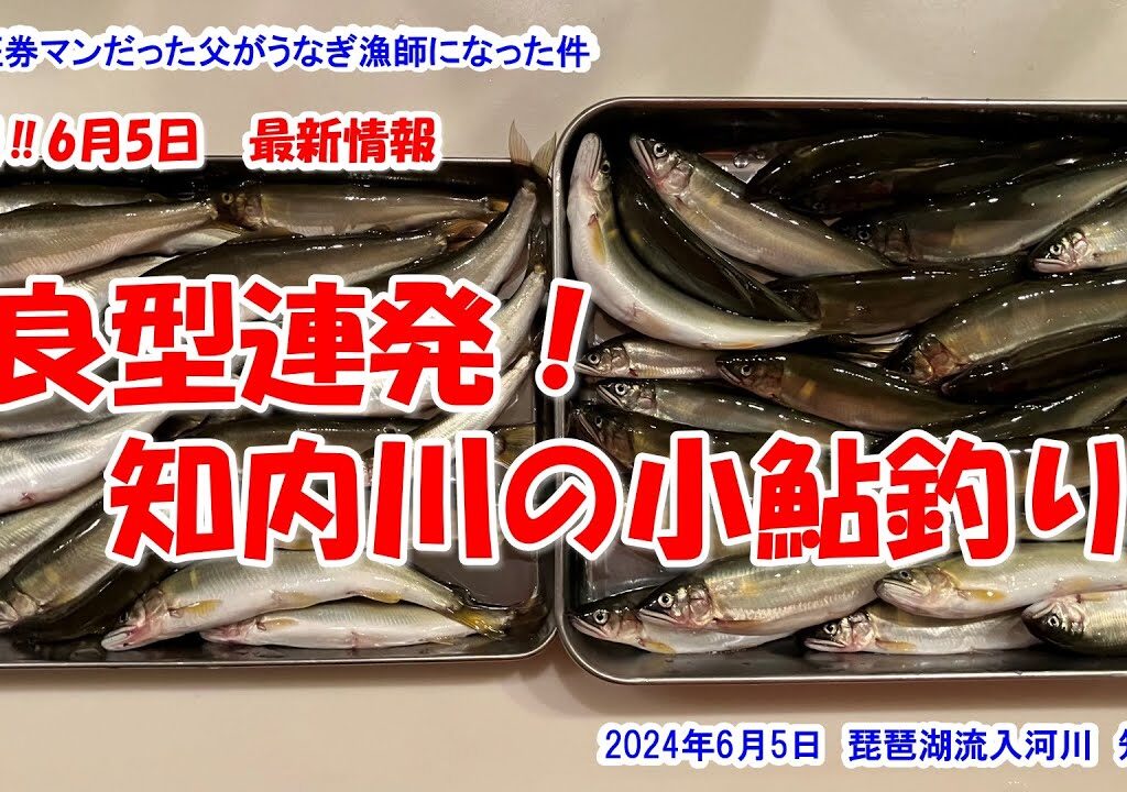 【良型連発！　知内川の小鮎釣り】速報‼2024年6月5日最新情報　琵琶湖流入河川　知内川2024年6月5日