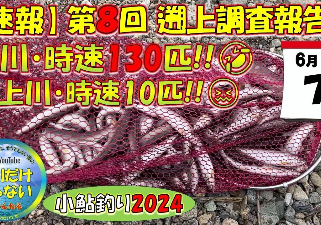 【小鮎釣り2024・第8回調査】芹川時速130匹！！犬上川時速10匹。滋賀、湖東三川（芹川・犬上川）の小鮎釣りおよび遡上調査。これを見れば、湖東地区の今がわかる。滋賀に釣行に行く前に見る動画