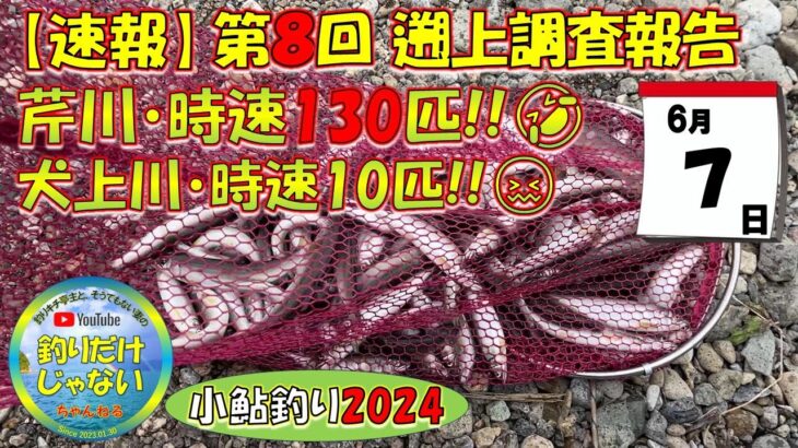 【小鮎釣り2024・第8回調査】芹川時速130匹！！犬上川時速10匹。滋賀、湖東三川（芹川・犬上川）の小鮎釣りおよび遡上調査。これを見れば、湖東地区の今がわかる。滋賀に釣行に行く前に見る動画