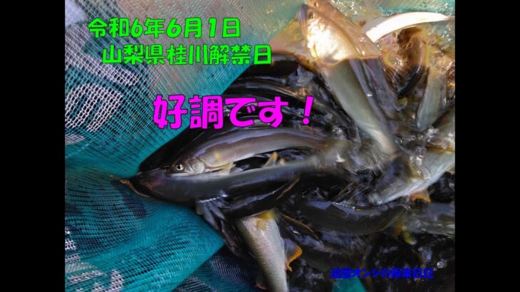 240601‗鮎釣り解禁日　山梨県桂川