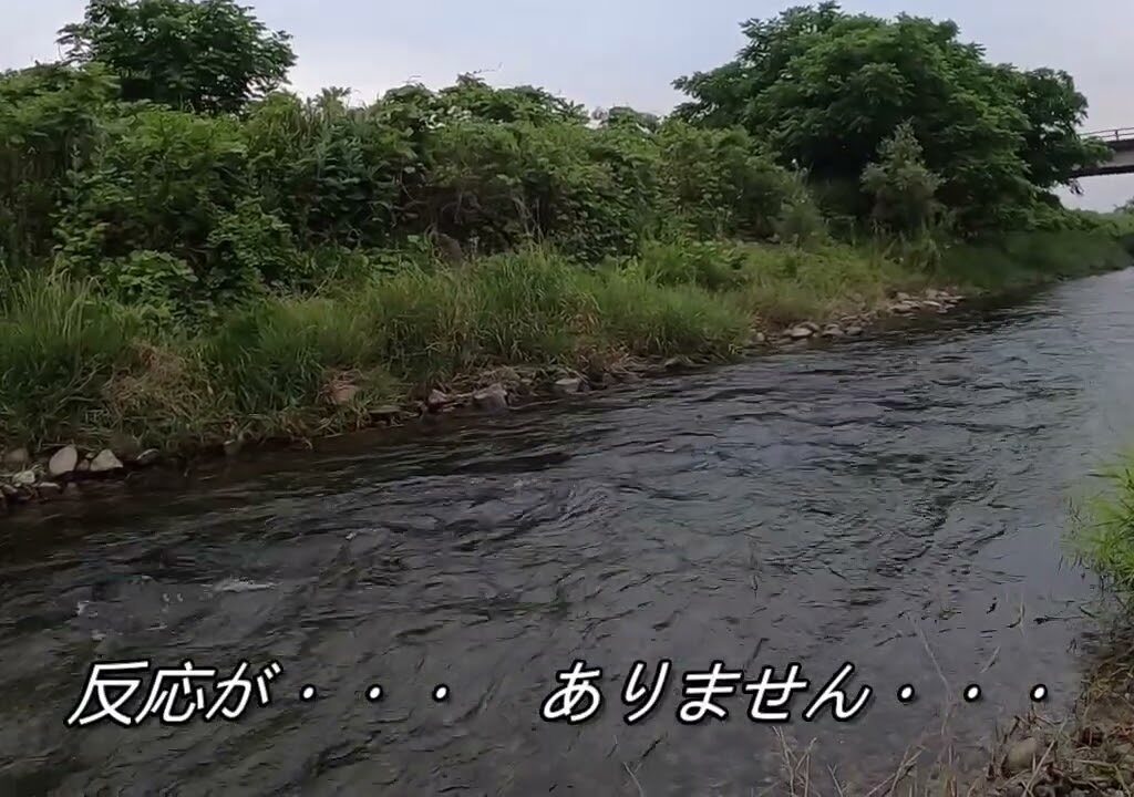 240609 鮎釣り解禁日・小倉漁協・大芦川