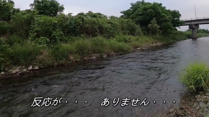 240609 鮎釣り解禁日・小倉漁協・大芦川