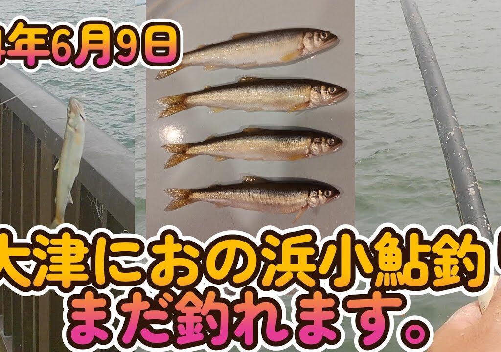 【小鮎釣り】24年6月9日 琵琶湖畔大津におの浜で小鮎釣り。まだ釣れます。