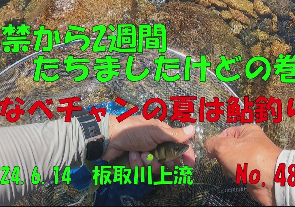 【鮎釣り】解禁から2週間たちましたけどの巻‼　なべチャンの夏は鮎釣りNo.48　2024 6 14　板取川上流