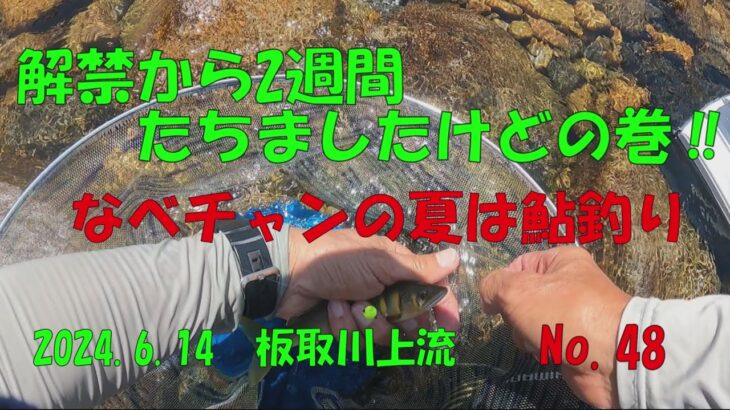 【鮎釣り】解禁から2週間たちましたけどの巻‼　なべチャンの夏は鮎釣りNo.48　2024 6 14　板取川上流