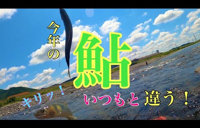 【鮎釣り】釣れる鮎がいつもと違う！？追星3本！！