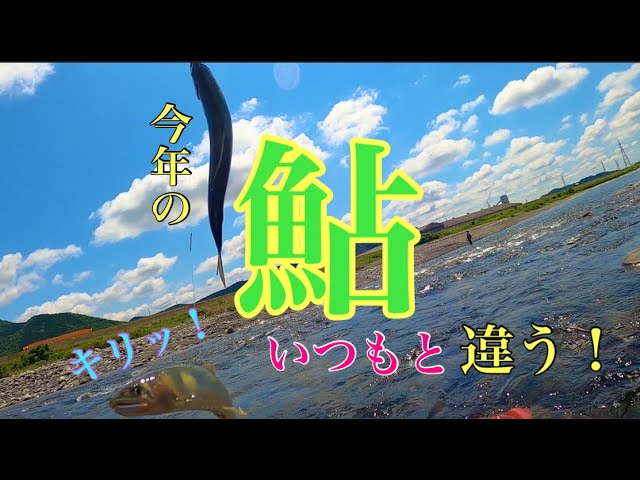 【鮎釣り】釣れる鮎がいつもと違う！？追星3本！！