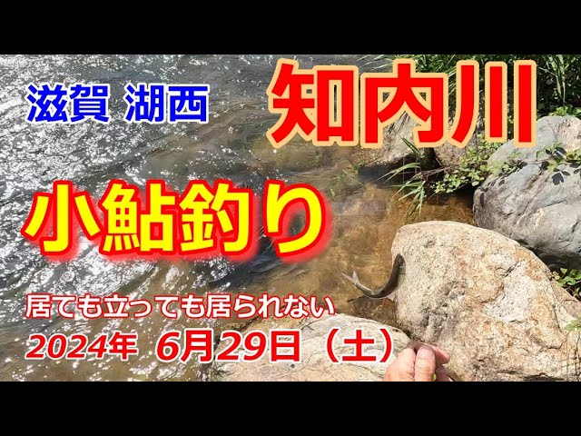 【6月29日】滋賀湖西の知内川に小鮎釣り行ってきた。
