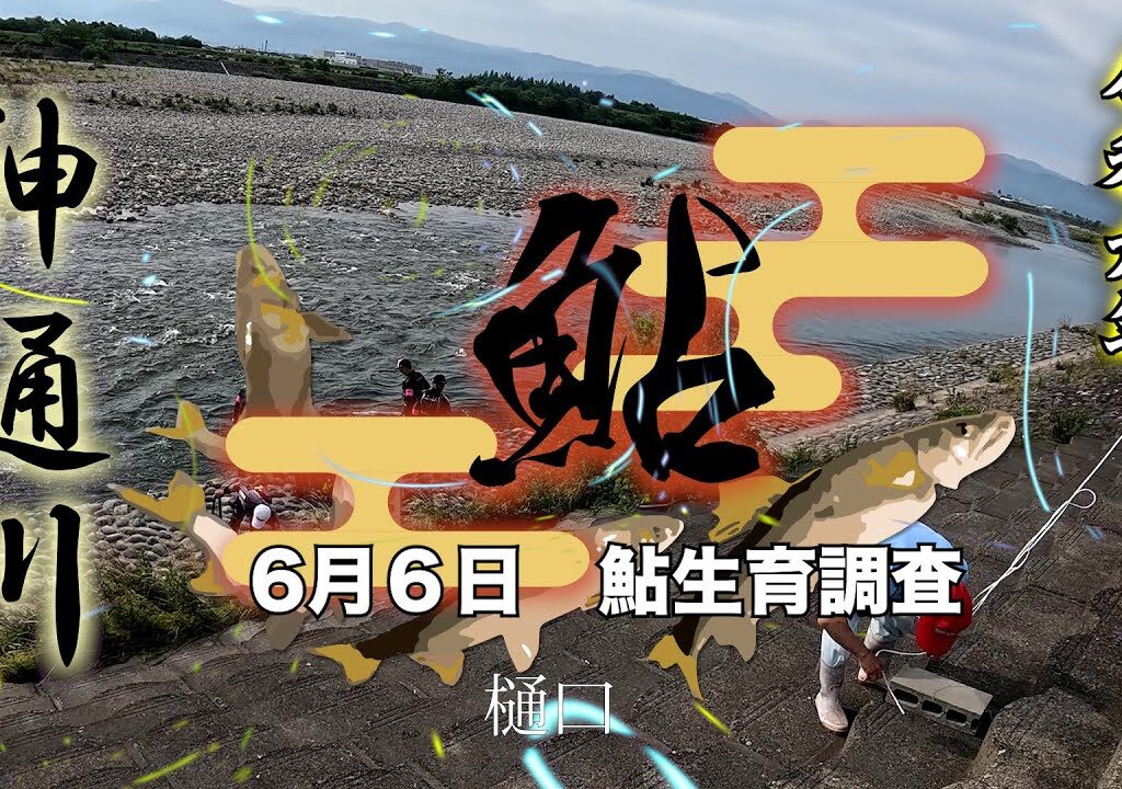 令和６年6月6日　神通川鮎育成調査