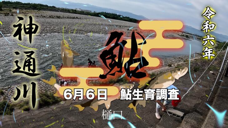 令和６年6月6日　神通川鮎育成調査