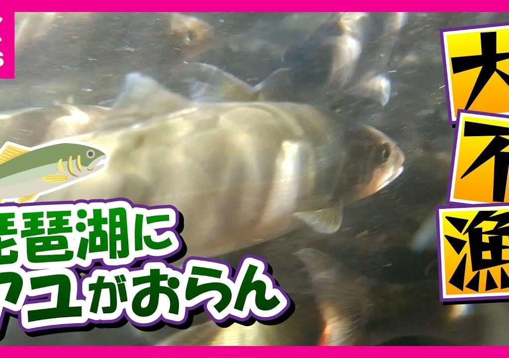 【琵琶湖のアユ激減】「アユがいなかったら生活できない」危機感募らせるベテラン漁師　琵琶湖で水揚げされたアユは平年の３％以下「こんな年知りませんわ」と嘆く食品会社〈カンテレNEWS〉