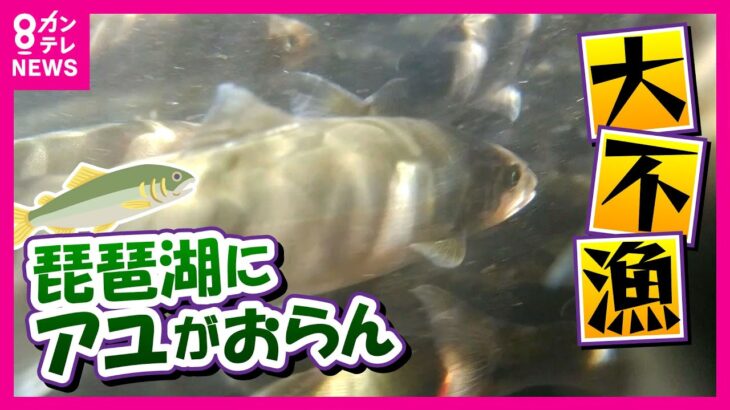 【琵琶湖のアユ激減】「アユがいなかったら生活できない」危機感募らせるベテラン漁師　琵琶湖で水揚げされたアユは平年の３％以下「こんな年知りませんわ」と嘆く食品会社〈カンテレNEWS〉
