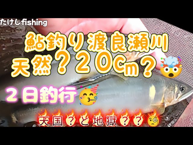 鮎釣り渡良瀬川🤗天然鮎？２０cmオーバー?ポイントで天国と地獄？😖