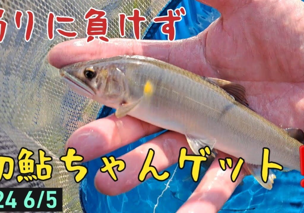 鮎釣り　濁りに負けず　初鮎ちゃんゲット‼️