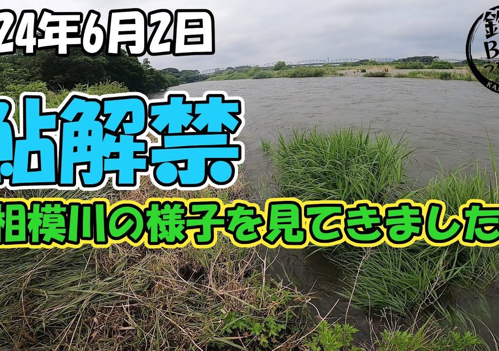 鮎解禁。今年も最新の相模川の様子を毎週見て行きます。