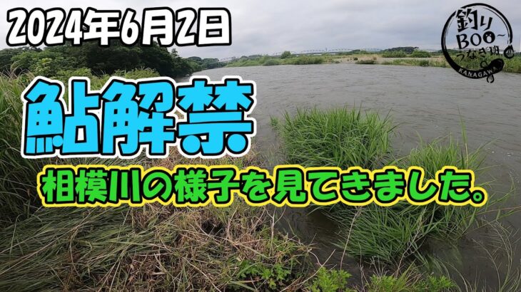鮎解禁。今年も最新の相模川の様子を毎週見て行きます。
