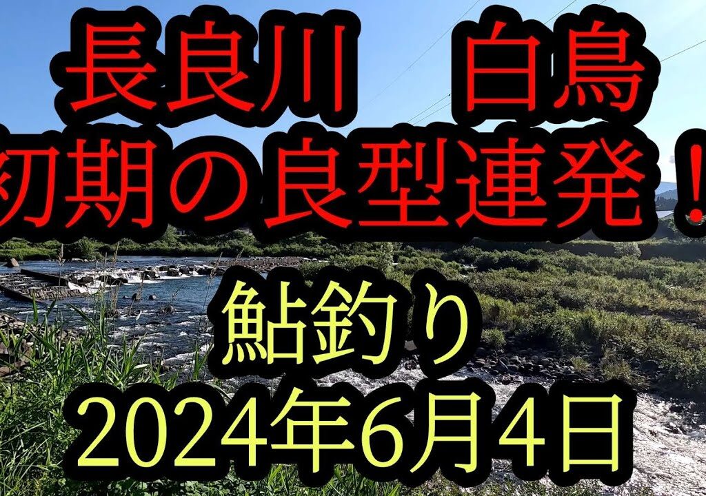 長良川『白鳥』初期の良型連発！