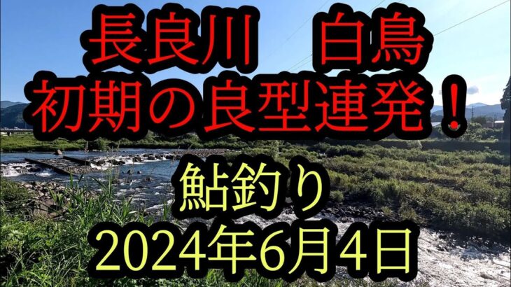 長良川『白鳥』初期の良型連発！