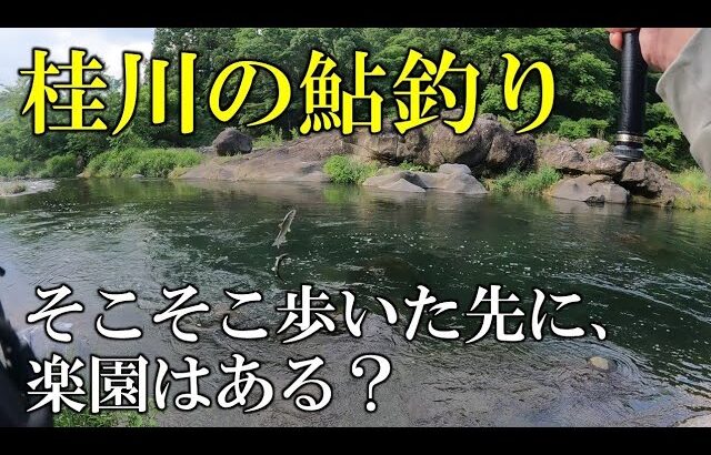 桂川の鮎釣り　歩いた先で、思い描いた釣りができる？