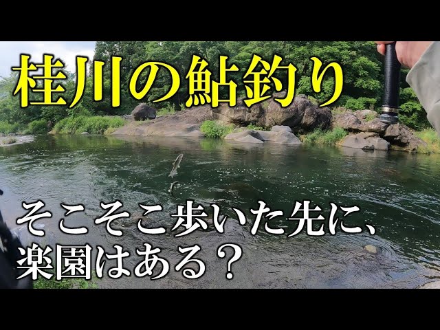 桂川の鮎釣り　歩いた先で、思い描いた釣りができる？