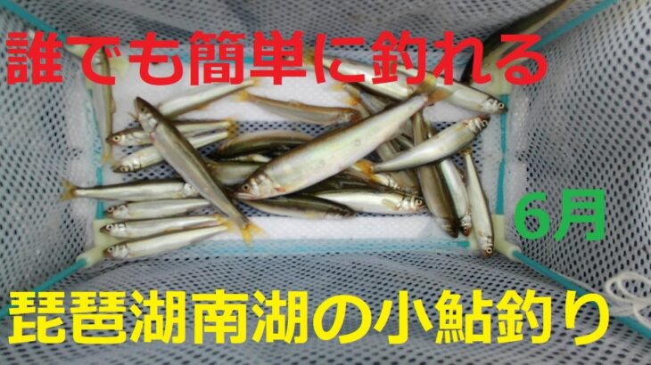 誰でも簡単に釣れる　琵琶湖南湖の小鮎釣り