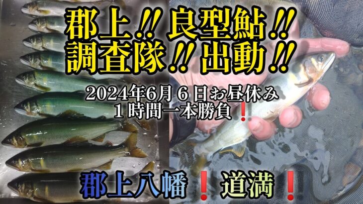 郡上‼️良型鮎‼️調査隊‼️出動‼️郡上八幡の道満で１時間一本勝負❗