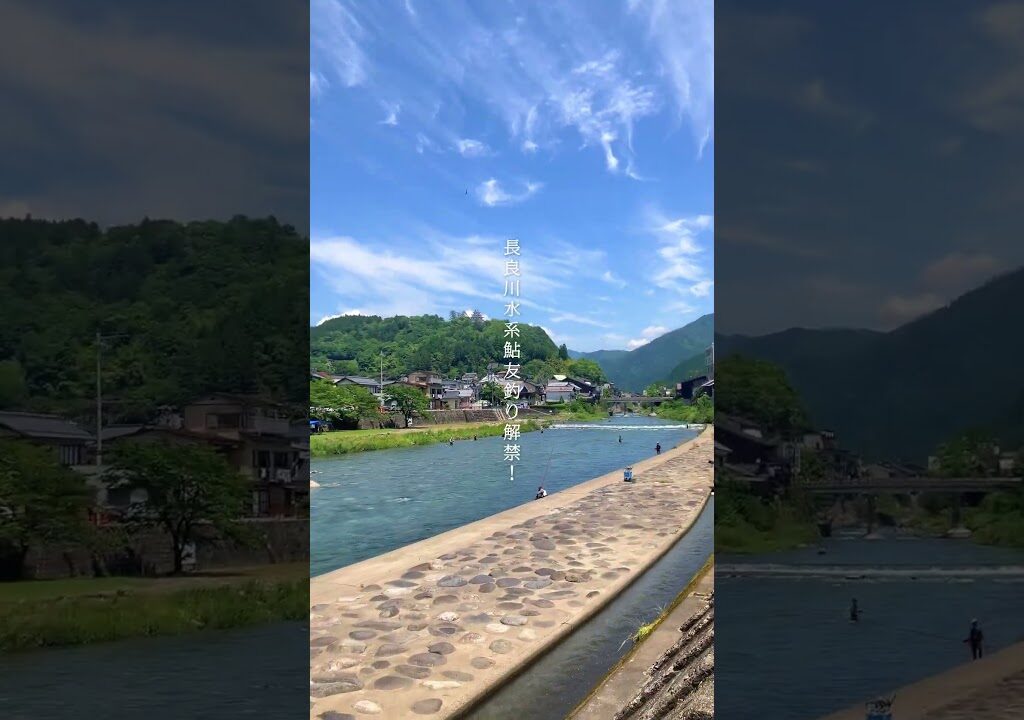 本日より郡上漁協管轄 長良川水系 鮎友釣り解禁！ #岐阜  #鮎 #釣り