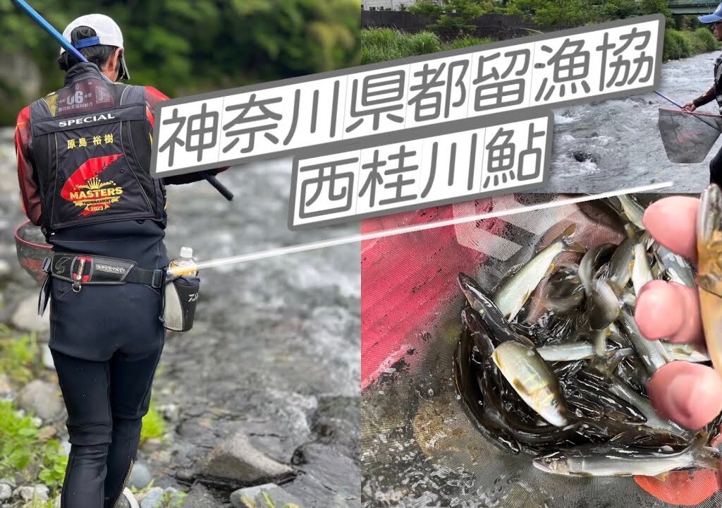【神奈川県都留漁協】西桂川鮎釣り！