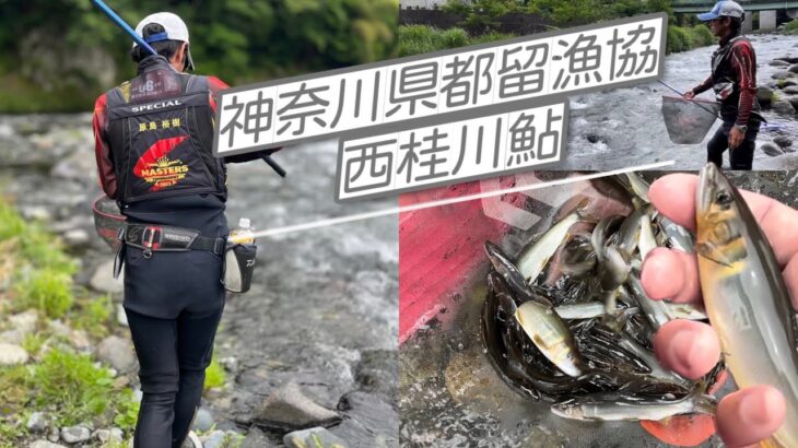【神奈川県都留漁協】西桂川鮎釣り！