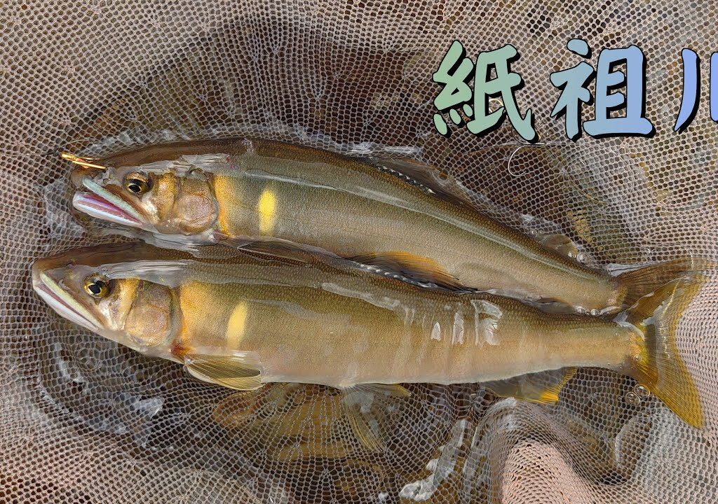 鮎釣り　釣った後でも釣れますか　紙祖川