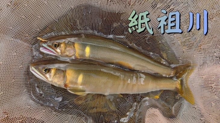 鮎釣り　釣った後でも釣れますか　紙祖川