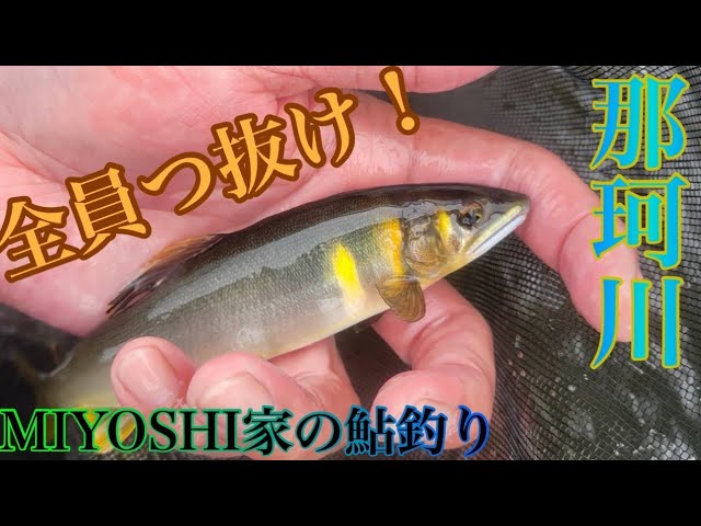 [鮎釣り]那珂川上流で奇跡が起こりました(笑)